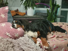 Laden Sie das Bild in den Galerie-Viewer, Big Bones - Kuschelknochenkissen